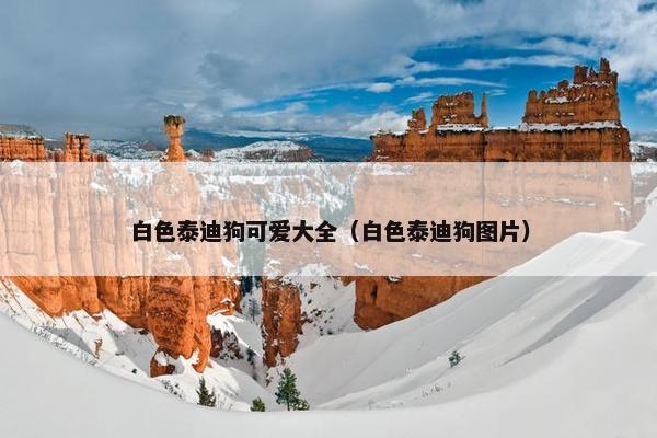 白色泰迪狗可爱大全（白色泰迪狗图片）