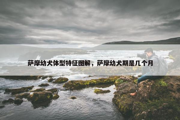 萨摩幼犬体型特征图解，萨摩幼犬期是几个月