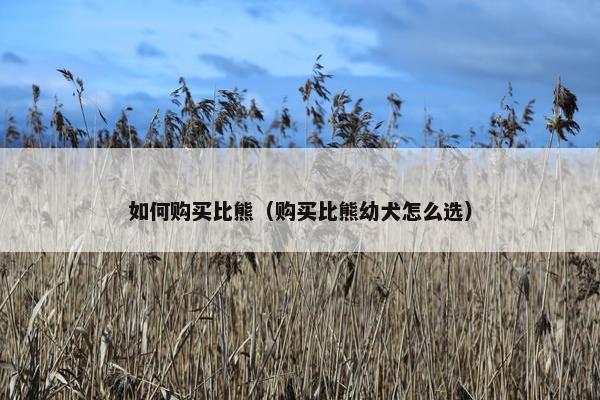 如何购买比熊（购买比熊幼犬怎么选）