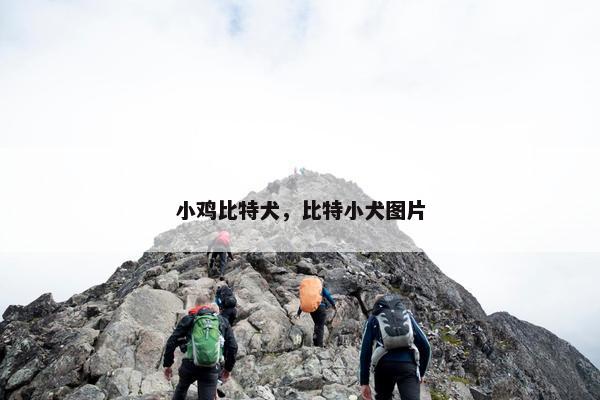 小鸡比特犬，比特小犬图片