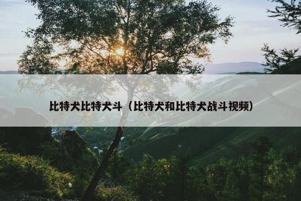 比特犬比特犬斗（比特犬和比特犬战斗视频）