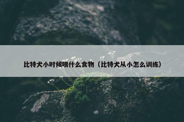 比特犬小时候喂什么食物（比特犬从小怎么训练）