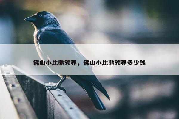 佛山小比熊领养，佛山小比熊领养多少钱