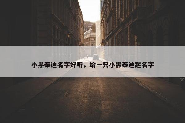 小黑泰迪名字好听，给一只小黑泰迪起名字