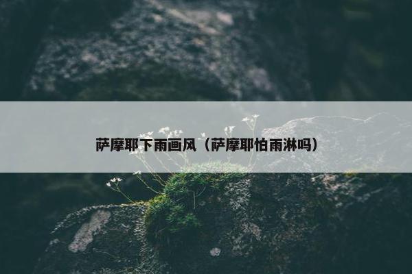 萨摩耶下雨画风（萨摩耶怕雨淋吗）