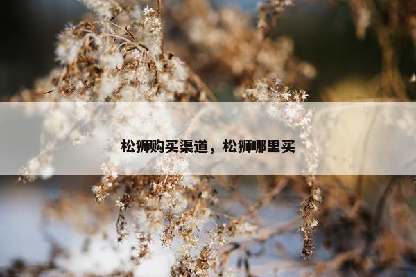 松狮购买渠道，松狮哪里买