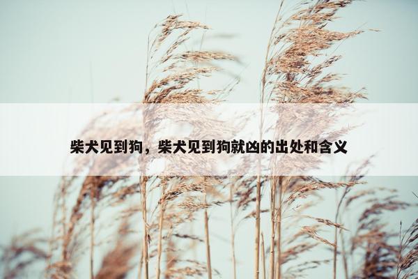 柴犬见到狗，柴犬见到狗就凶的出处和含义
