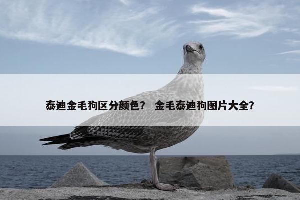 泰迪金毛狗区分颜色？ 金毛泰迪狗图片大全？