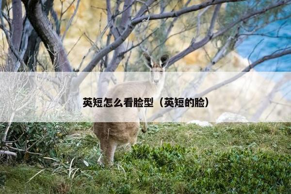 英短怎么看脸型（英短的脸）