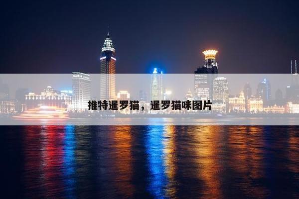 推特暹罗猫，暹罗猫咪图片