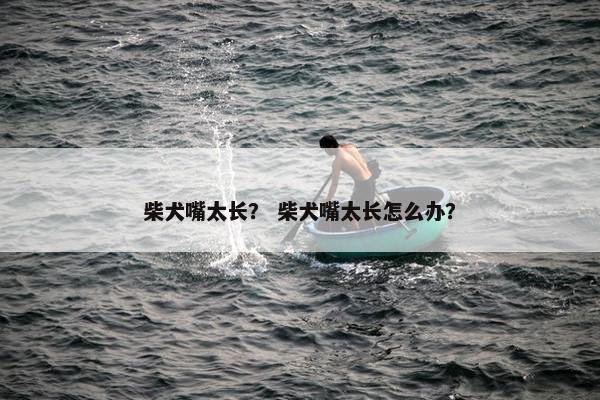 柴犬嘴太长？ 柴犬嘴太长怎么办？