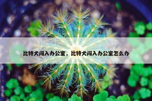 比特犬闯入办公室，比特犬闯入办公室怎么办