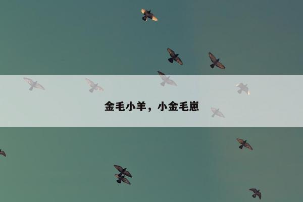 金毛小羊，小金毛崽