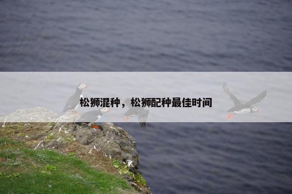 松狮混种，松狮配种最佳时间