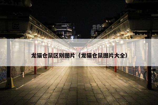 龙猫仓鼠区别图片（龙猫仓鼠图片大全）
