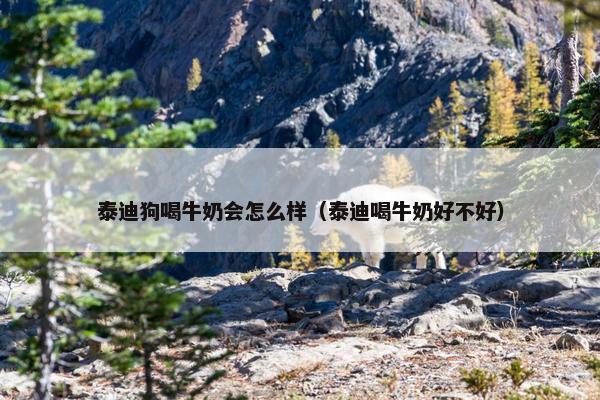 泰迪狗喝牛奶会怎么样（泰迪喝牛奶好不好）
