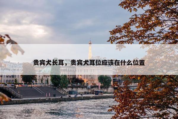 贵宾犬长耳，贵宾犬耳位应该在什么位置