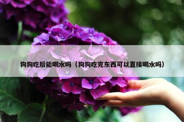 狗狗吃后能喝水吗（狗狗吃完东西可以直接喝水吗）