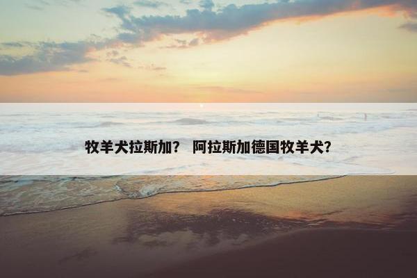 牧羊犬拉斯加？ 阿拉斯加德国牧羊犬？