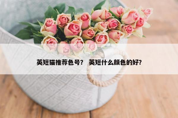 英短猫推荐色号？ 英短什么颜色的好？