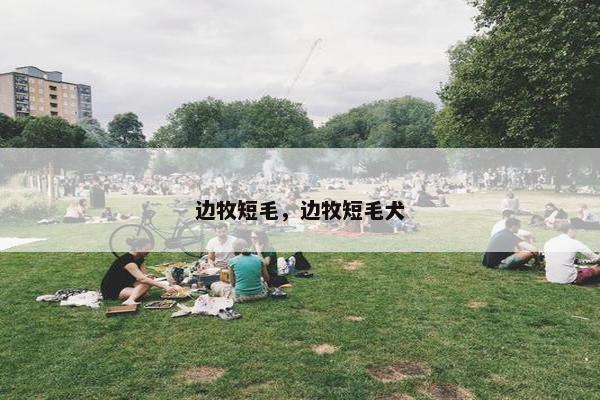 边牧短毛，边牧短毛犬