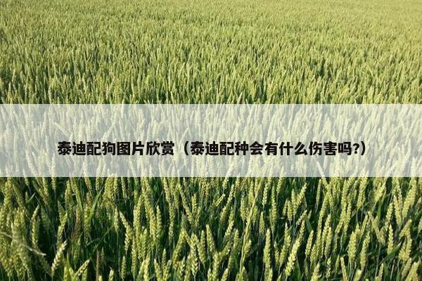 泰迪配狗图片欣赏（泰迪配种会有什么伤害吗?）