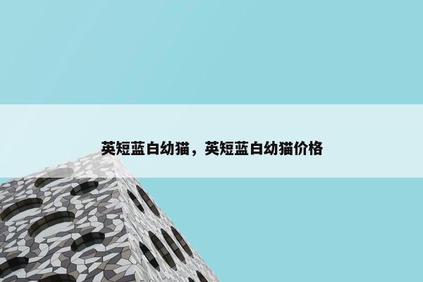 英短蓝白幼猫，英短蓝白幼猫价格