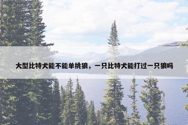 大型比特犬能不能单挑狼，一只比特犬能打过一只狼吗
