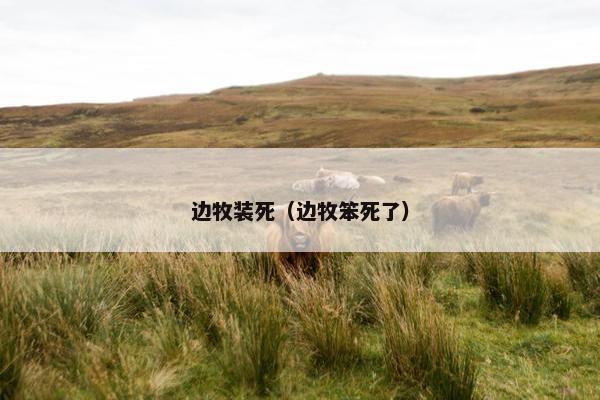 边牧装死（边牧笨死了）
