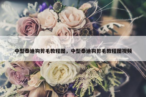 中型泰迪狗剪毛教程图，中型泰迪狗剪毛教程图视频