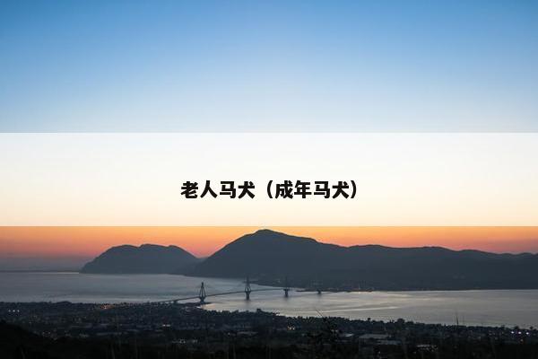 老人马犬（成年马犬）