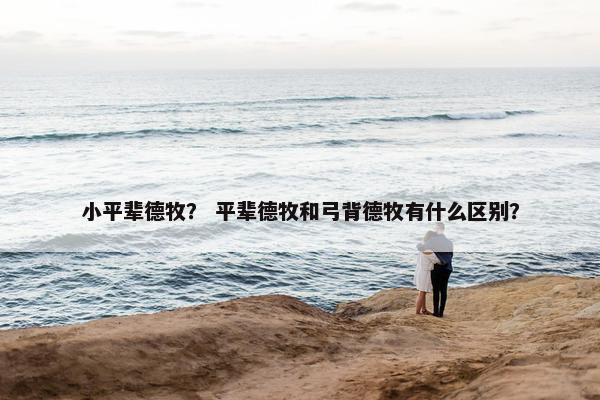 小平辈德牧？ 平辈德牧和弓背德牧有什么区别？
