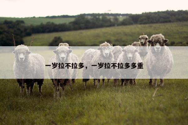 一岁拉不拉多，一岁拉不拉多多重