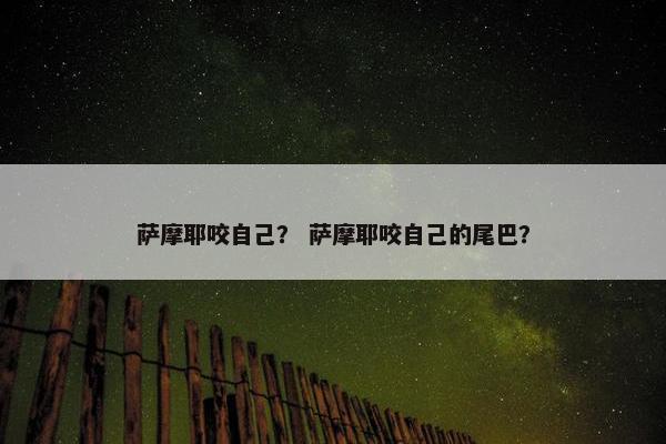 萨摩耶咬自己？ 萨摩耶咬自己的尾巴？