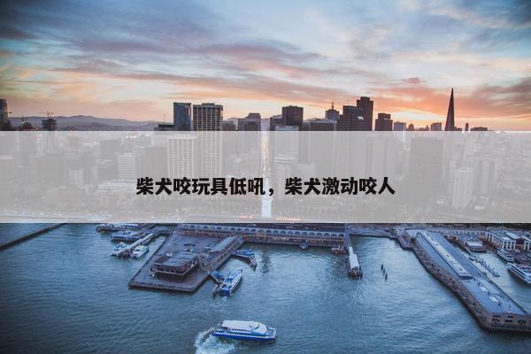 柴犬咬玩具低吼，柴犬激动咬人