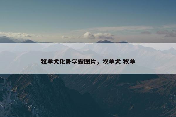 牧羊犬化身学霸图片，牧羊犬 牧羊