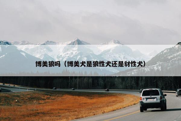 博美狼吗（博美犬是狼性犬还是豺性犬）