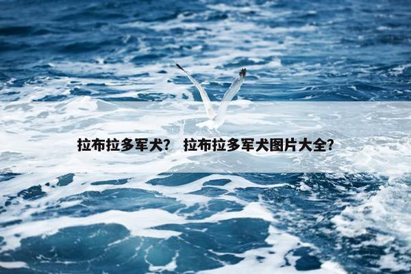 拉布拉多军犬？ 拉布拉多军犬图片大全？