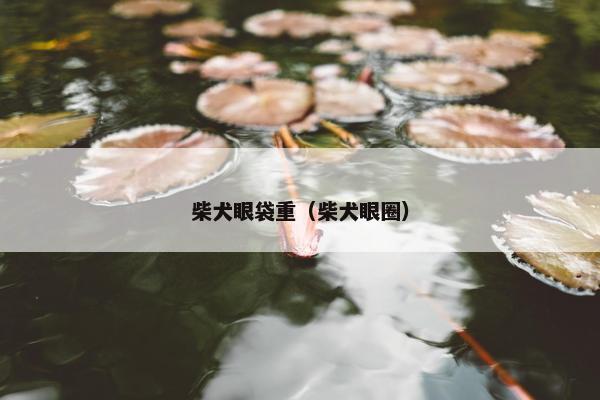 柴犬眼袋重（柴犬眼圈）