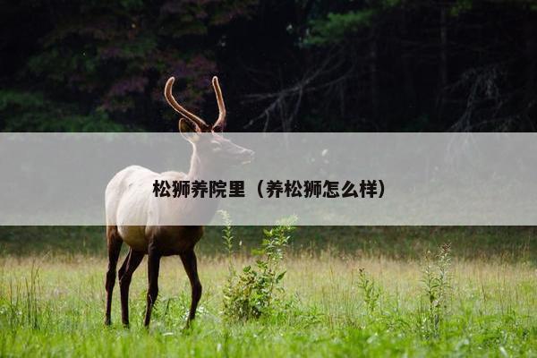 松狮养院里（养松狮怎么样）