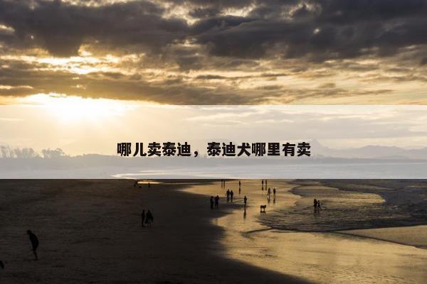 哪儿卖泰迪，泰迪犬哪里有卖