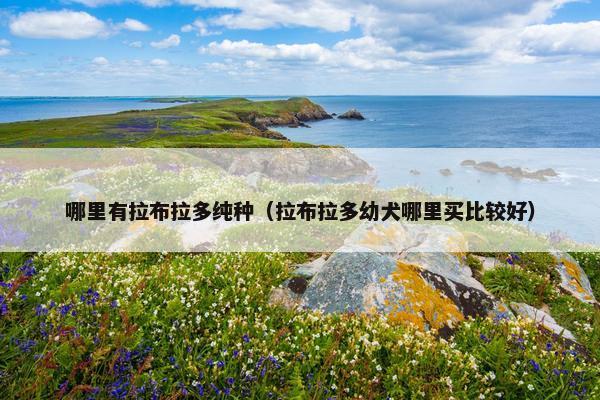 哪里有拉布拉多纯种（拉布拉多幼犬哪里买比较好）