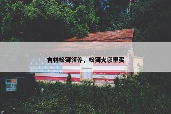 吉林松狮领养，松狮犬哪里买
