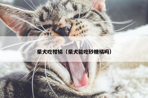 柴犬吃柑橘（柴犬能吃砂糖橘吗）