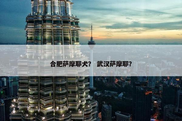 合肥萨摩耶犬？ 武汉萨摩耶？