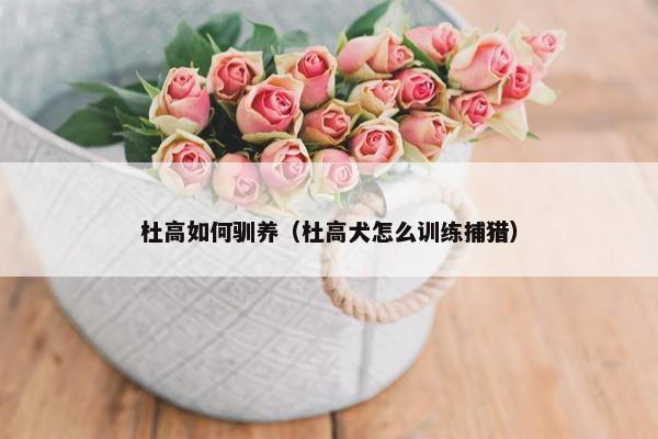 杜高如何驯养（杜高犬怎么训练捕猎）
