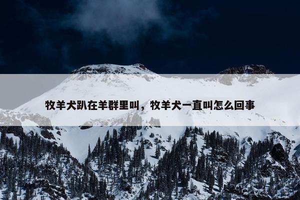 牧羊犬趴在羊群里叫，牧羊犬一直叫怎么回事