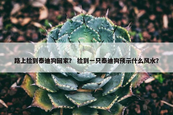 路上捡到泰迪狗回家？ 捡到一只泰迪狗预示什么风水？