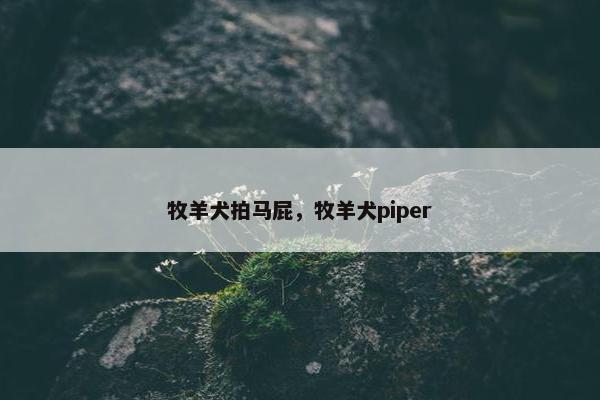 牧羊犬拍马屁，牧羊犬piper