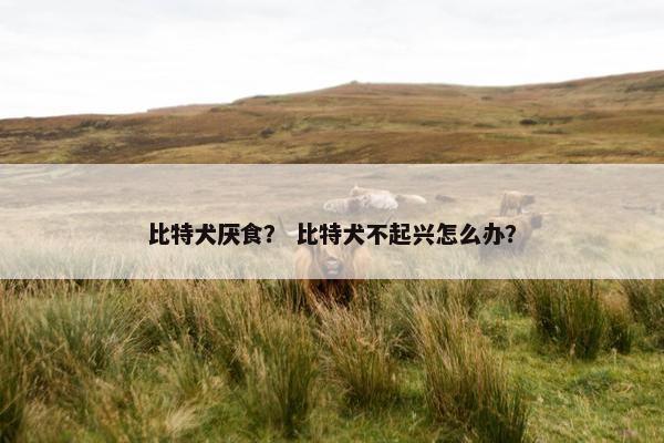 比特犬厌食？ 比特犬不起兴怎么办？